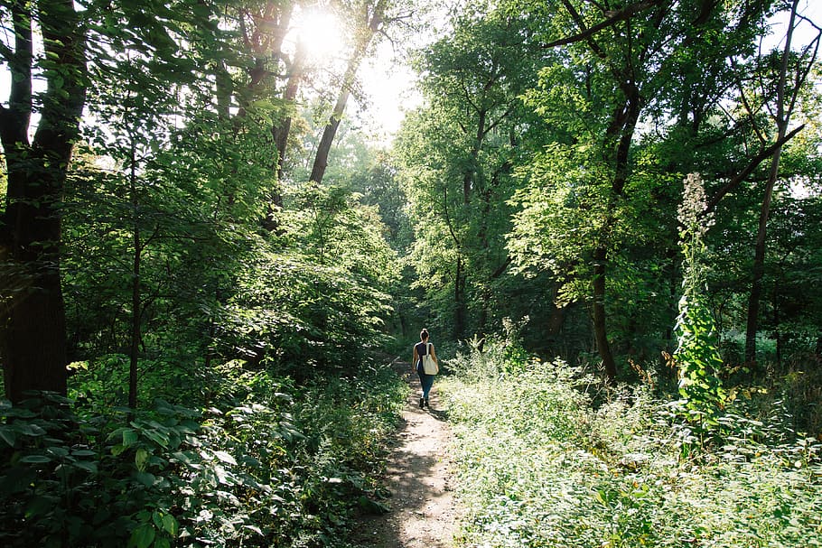 Person Walking Inside Forest, daylight, environment, footpath HD wallpaper