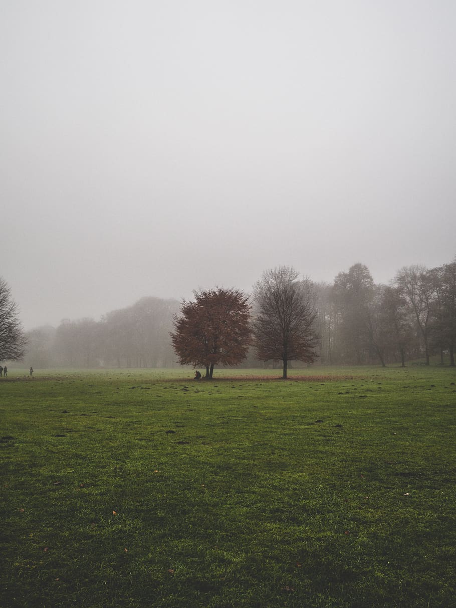 trees and grass field, plant, nature, outdoors, weather, münchen, HD wallpaper