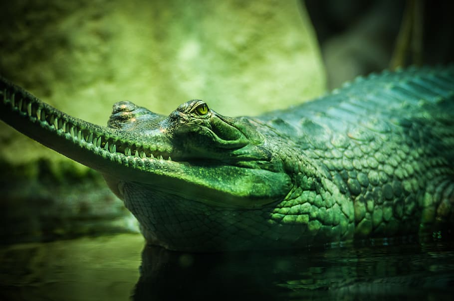 closeup photo of green and gray alligator in body of water, crocodile