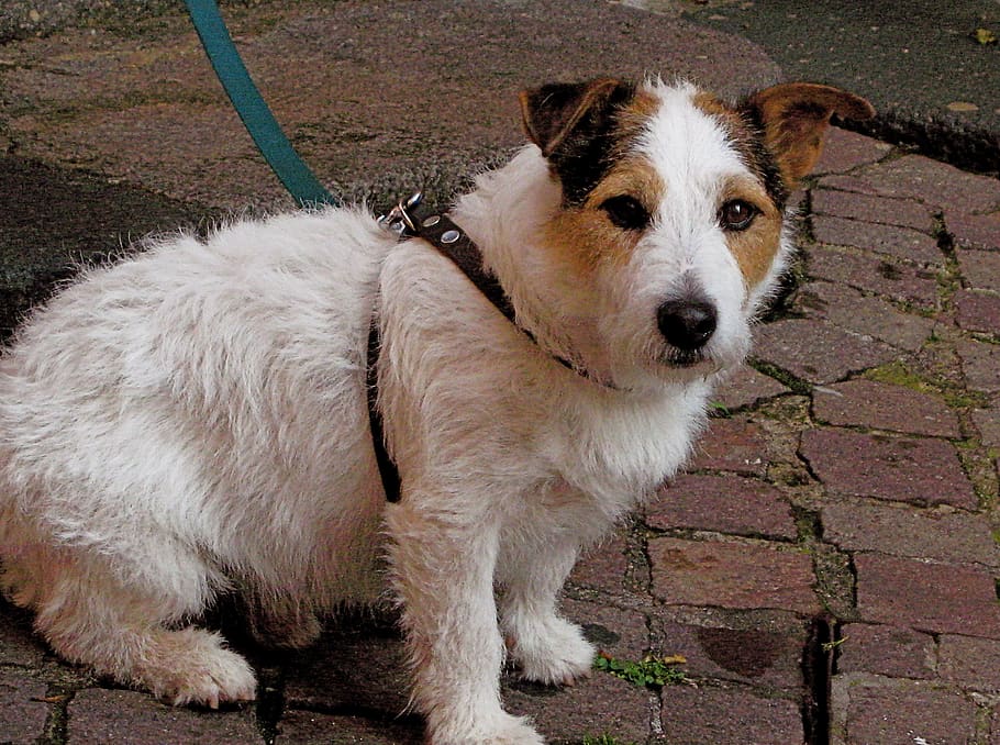 france, nice, canine, dog, pets, domestic, one animal, domestic animals HD wallpaper