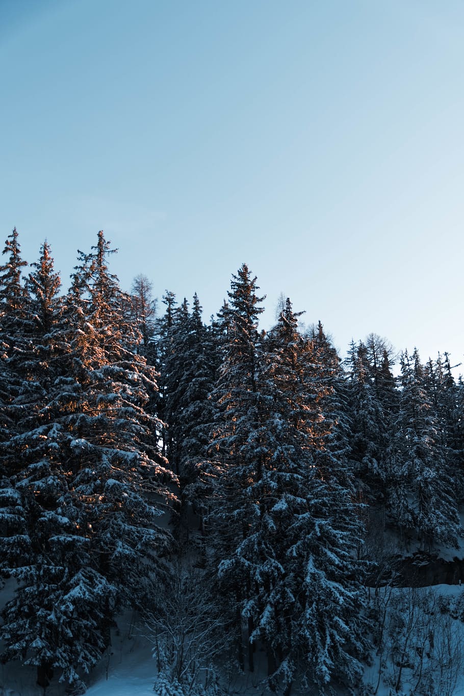 green pine tree covered by snow, cold temperature, winter, sky HD wallpaper