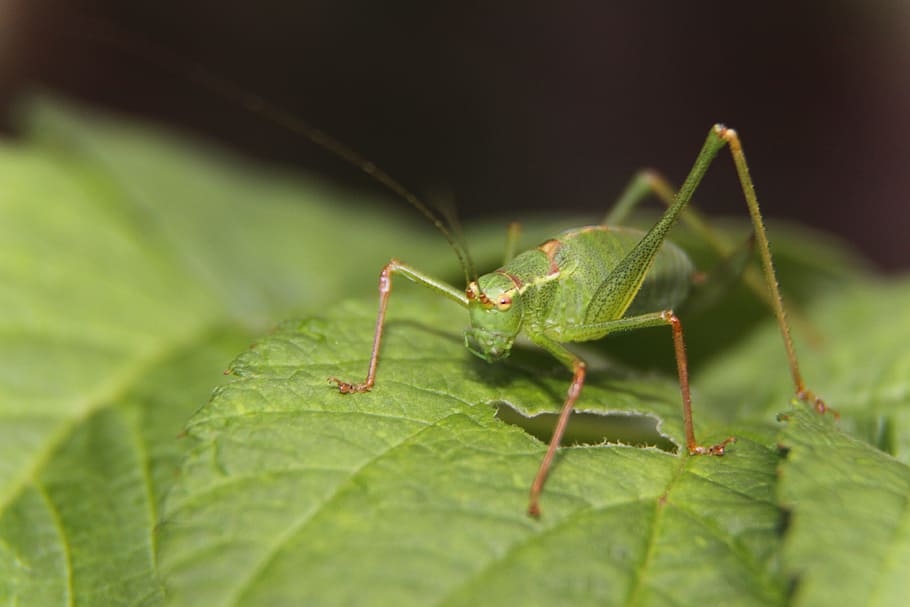 Green Grasshopper on Green Leaf, bug, closeup, insect, macro HD wallpaper