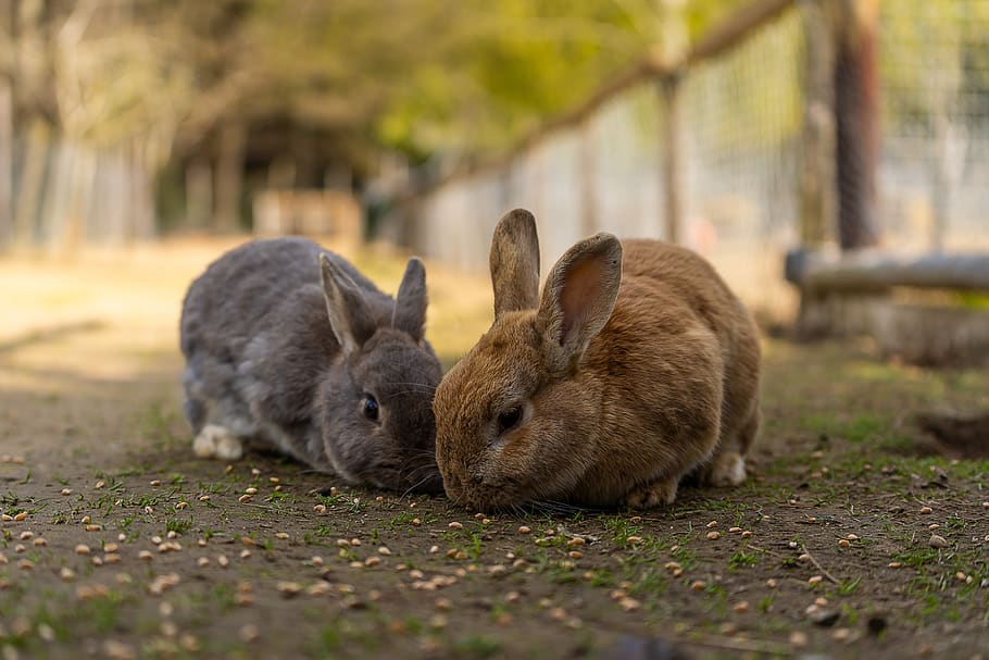 animal, hare, rabbit, easter, cute, animal world, mammal, ears HD wallpaper