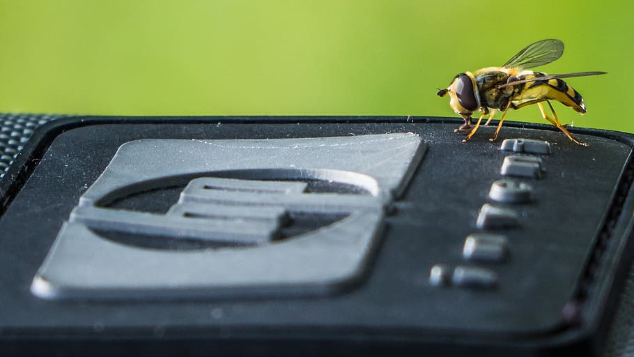 hp, bug, technology, insect, invertebrate, close-up, selective focus, HD wallpaper
