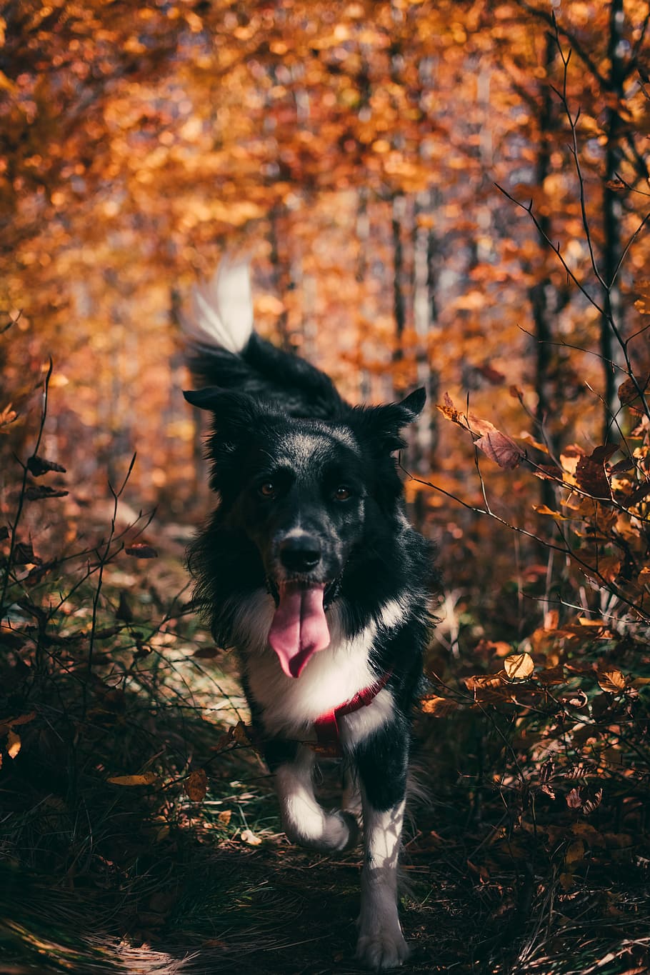 black and white dog, one animal, domestic, pets, domestic animals HD wallpaper