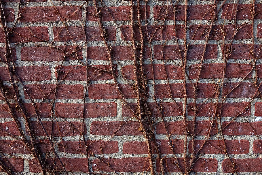 brick wall, creeper, red brick wall, ivy, vine, brick texture HD wallpaper