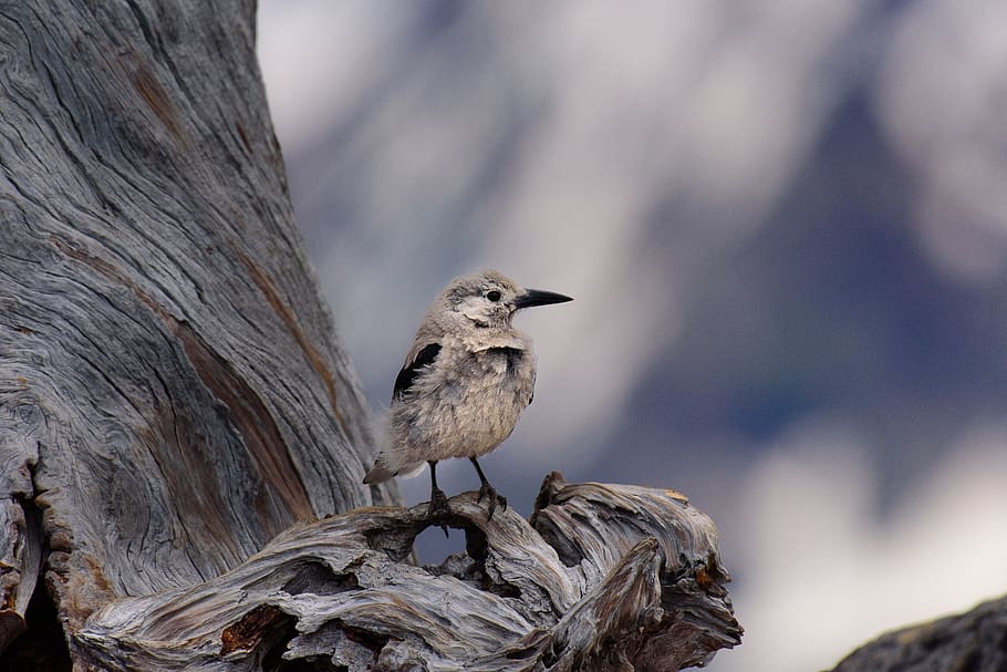 shallow focus of gray bird perch in tree branch, animal, crater lake
