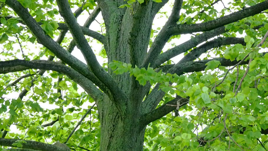 plant, tree, green color, growth, branch, nature, plant part HD wallpaper