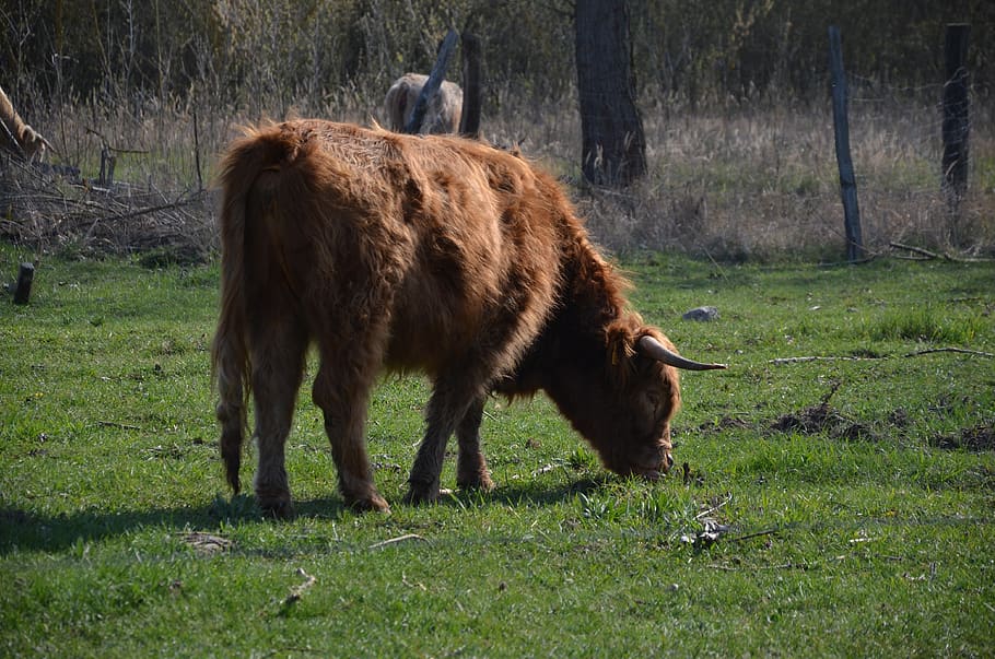 cows, nature, spring, cattle, animals, mammal, animal themes HD wallpaper