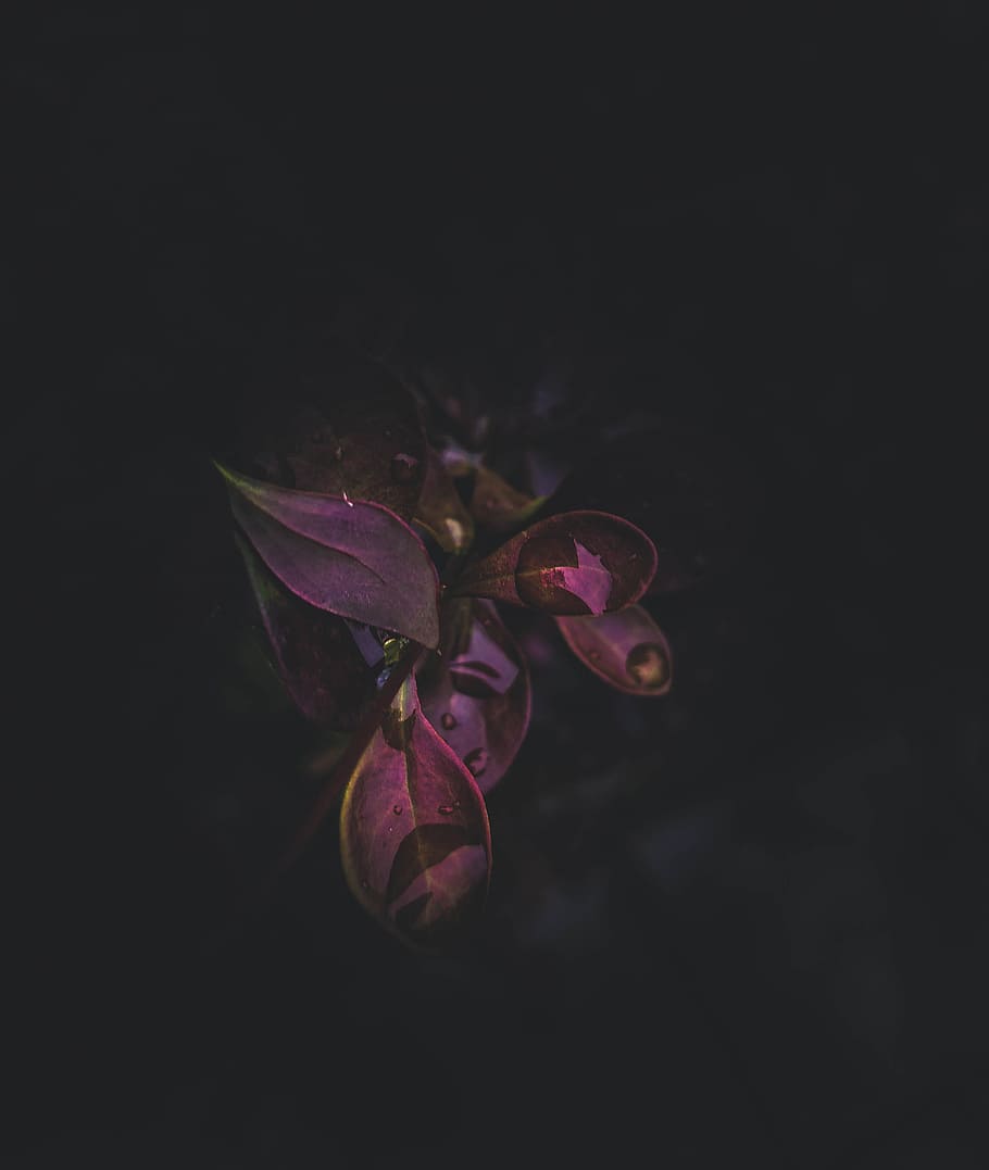 red leafed plant, purple, dark, wet, water, drop, black background HD wallpaper