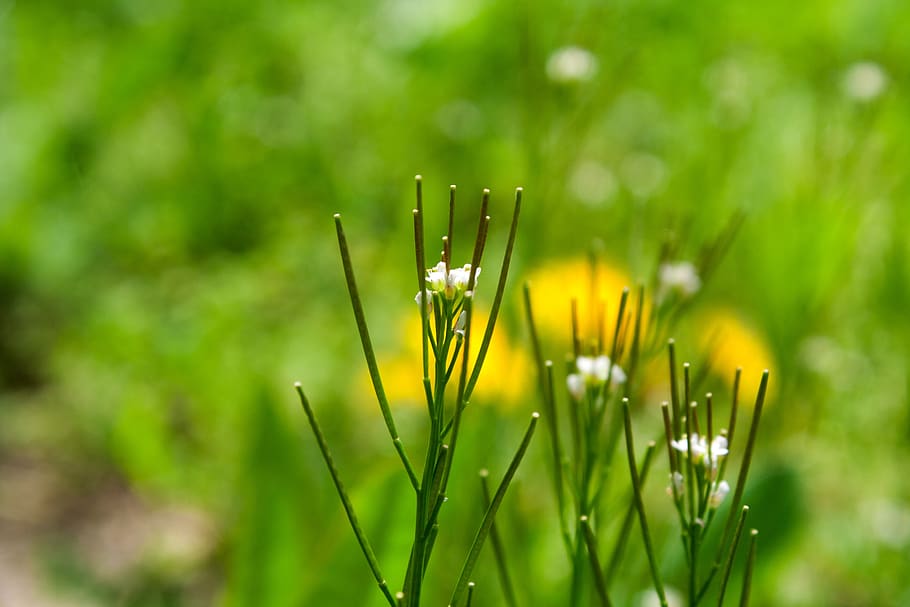 grass, green, nature, meadow, wallpapers, landscape, background HD wallpaper