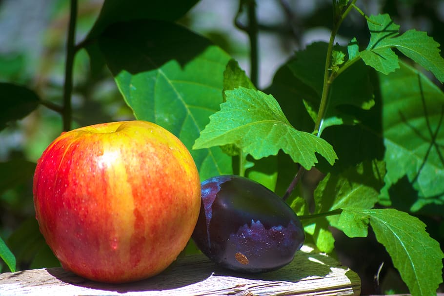 apple, fruit, vitamins, healthy, nature, autumn, fresh, delicious HD wallpaper