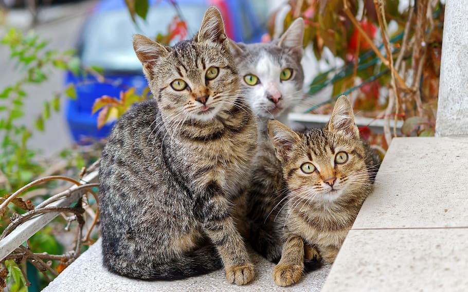 cats, three, together, group, window, on, kitten, animals, almost HD wallpaper