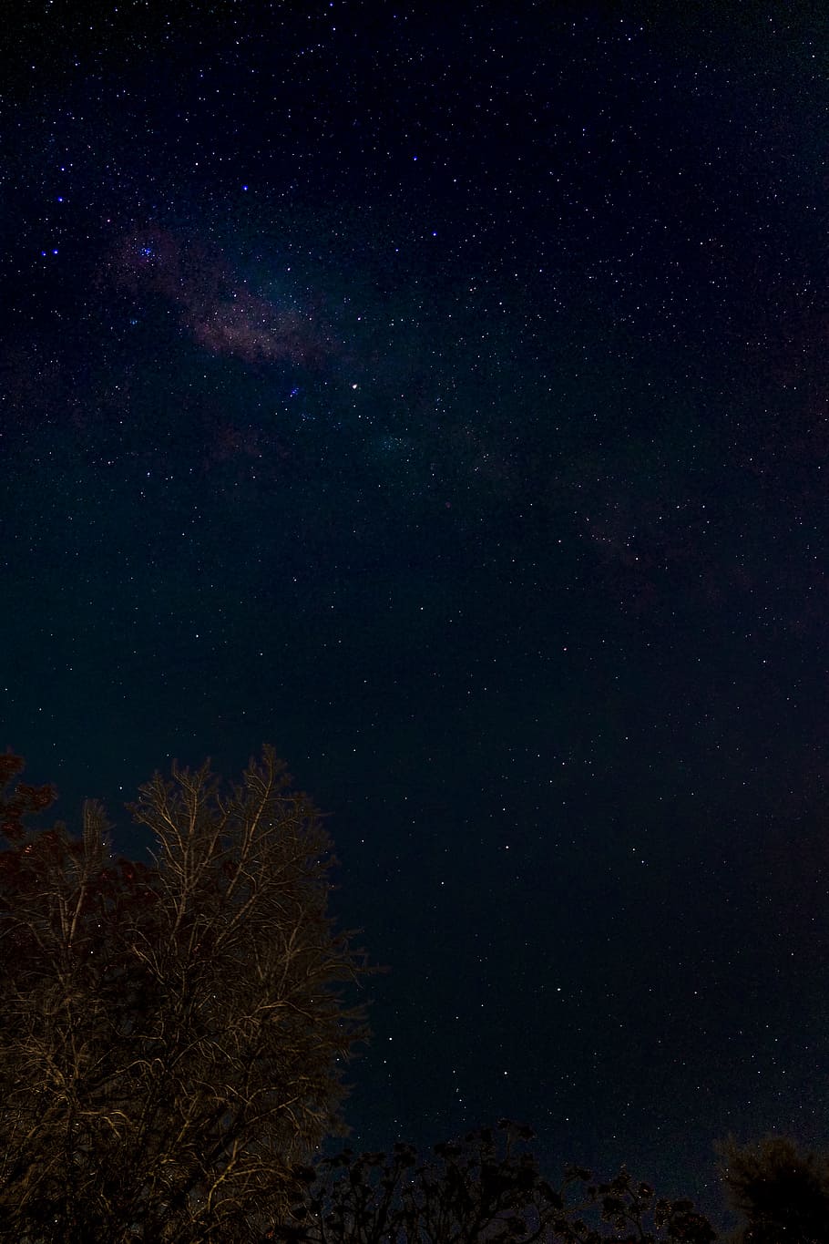 galaxy, tree, sky, star, astrophotography, night, evening, outdoors HD wallpaper