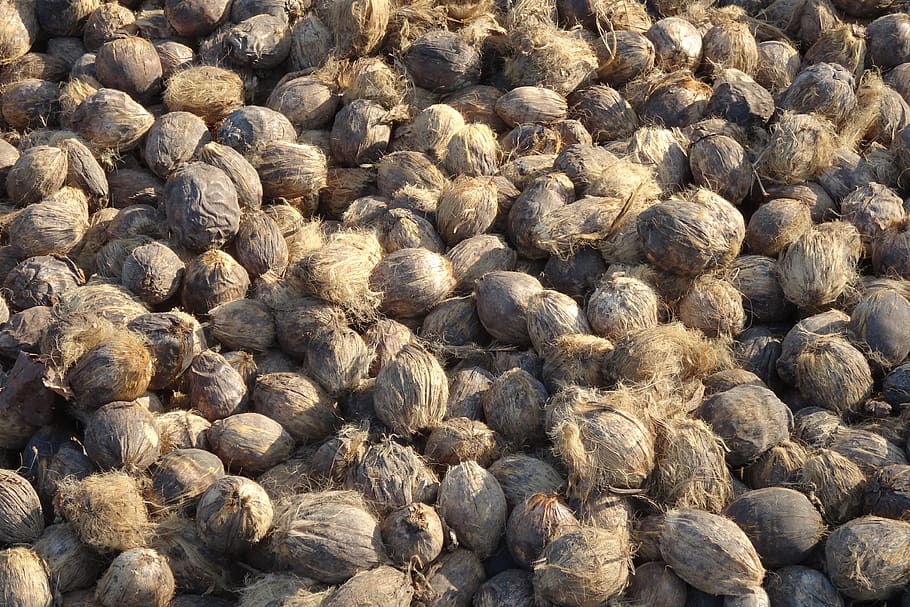 areca nut, betel nut, fruit, harvested, dried, palm, tropical