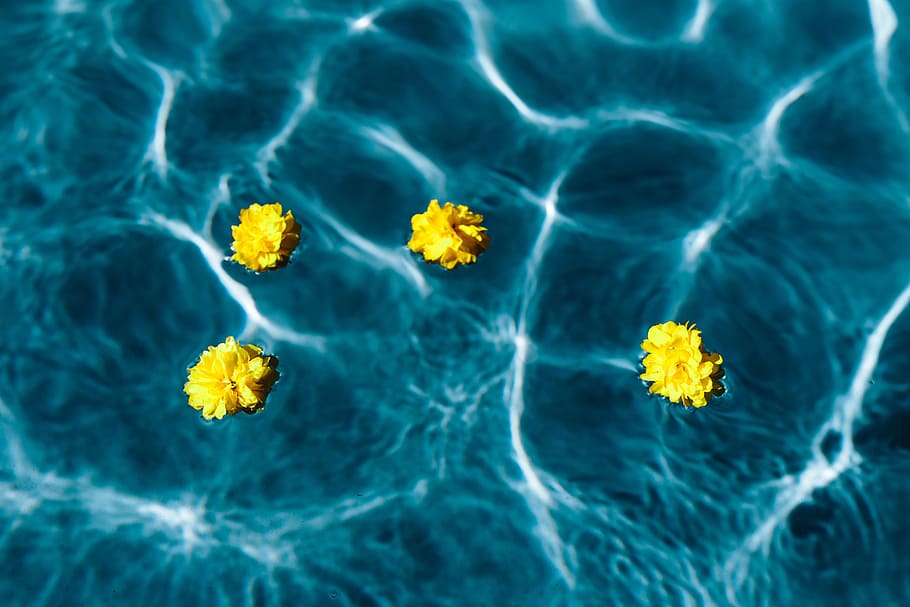 Small yellow flowers floating in the pool, day, summer, water HD wallpaper