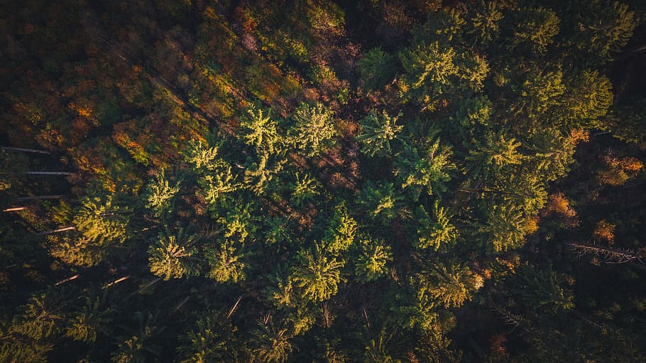 trees, forest, sun, light, fly, autumn, fall, colors, autumncolors HD wallpaper