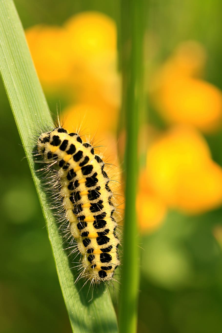caterpillar, larva, leaf, insect, nature, close up, plant, one animal HD wallpaper