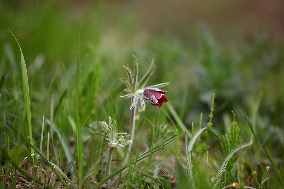 nature, grass, outdoors, plants, wild, flowers, wildflower, HD wallpaper