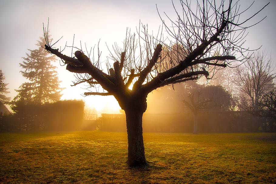 garden, tree, winter, sunset, plant, bare tree, sky, nature HD wallpaper