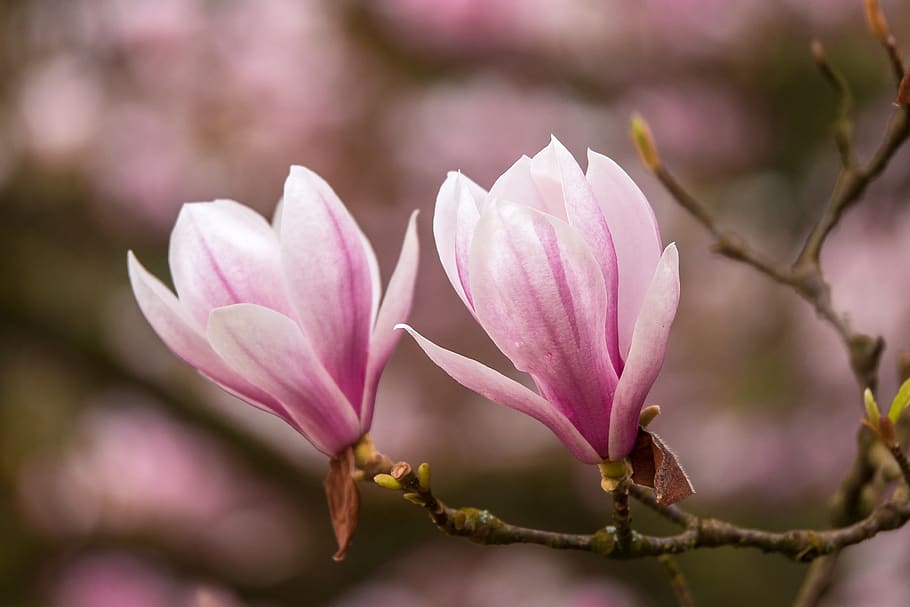 tree, spring, magnolia, pink, flower, blossom, bloom, nature HD wallpaper