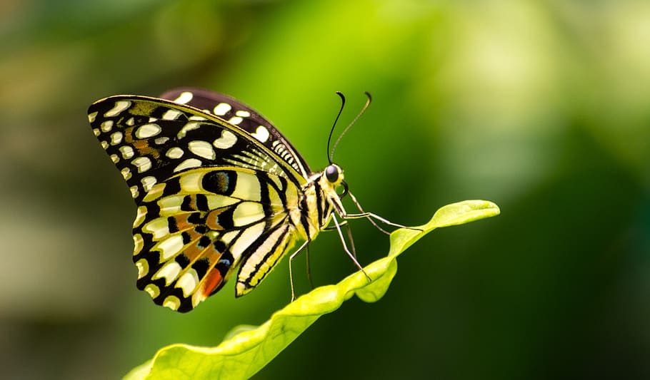 butterfly, makro, invertebrate, animal themes, insect, animal wildlife HD wallpaper