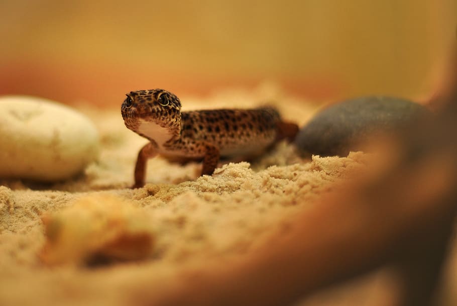 gecko, lizard, reptile, animal wildlife, animals in the wild HD wallpaper