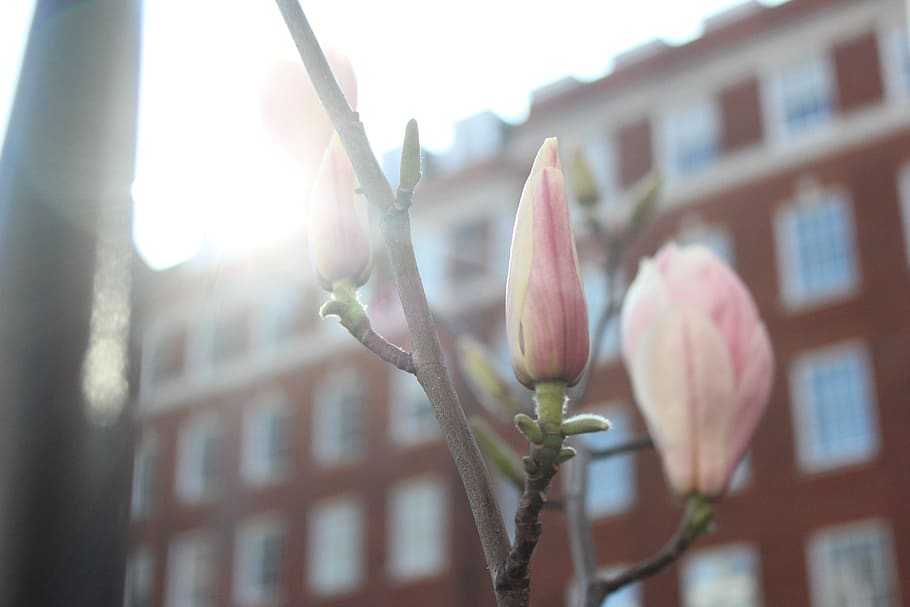 flower, magnolia, sunlight, spring, plant, beauty in nature HD wallpaper