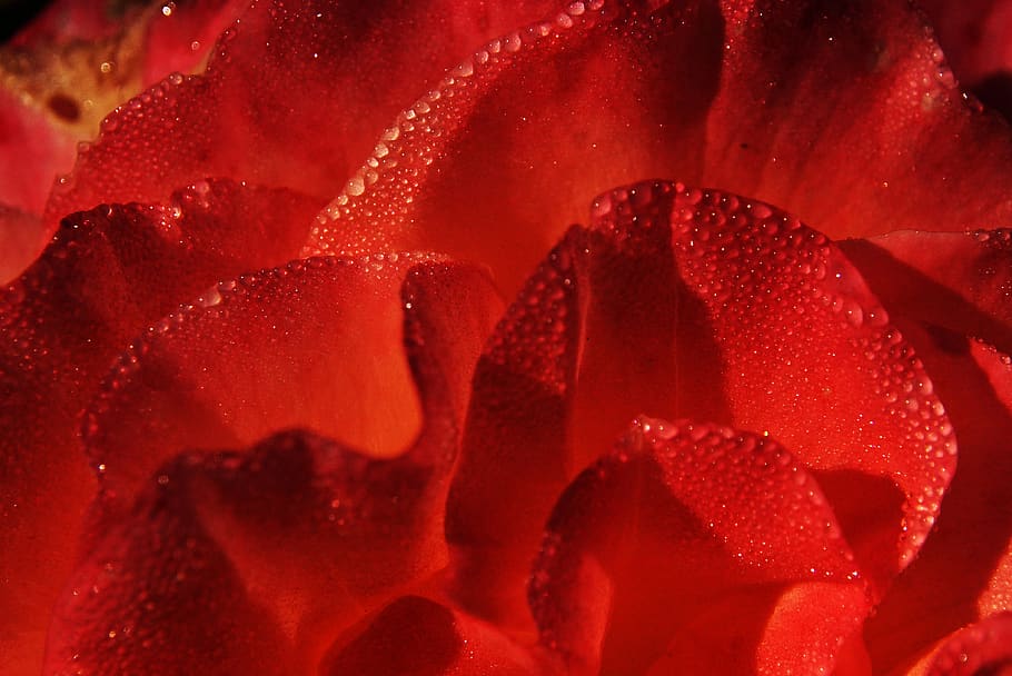 rose, red, flower, blossom, bloom, romance, petals, beautiful HD wallpaper