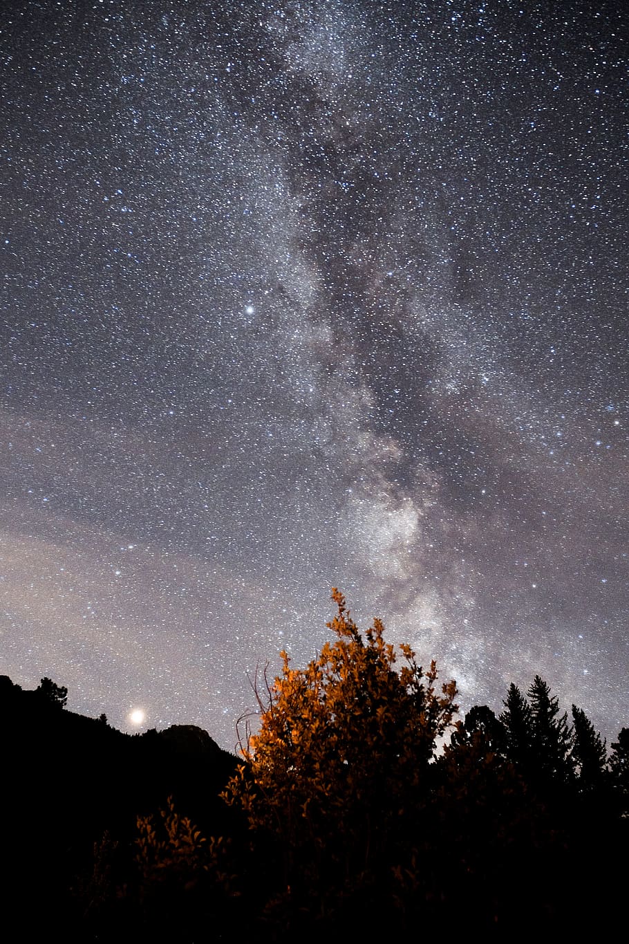 brown leafed tree at nighttime, milky way, outdoors, galaxy, outer space HD wallpaper