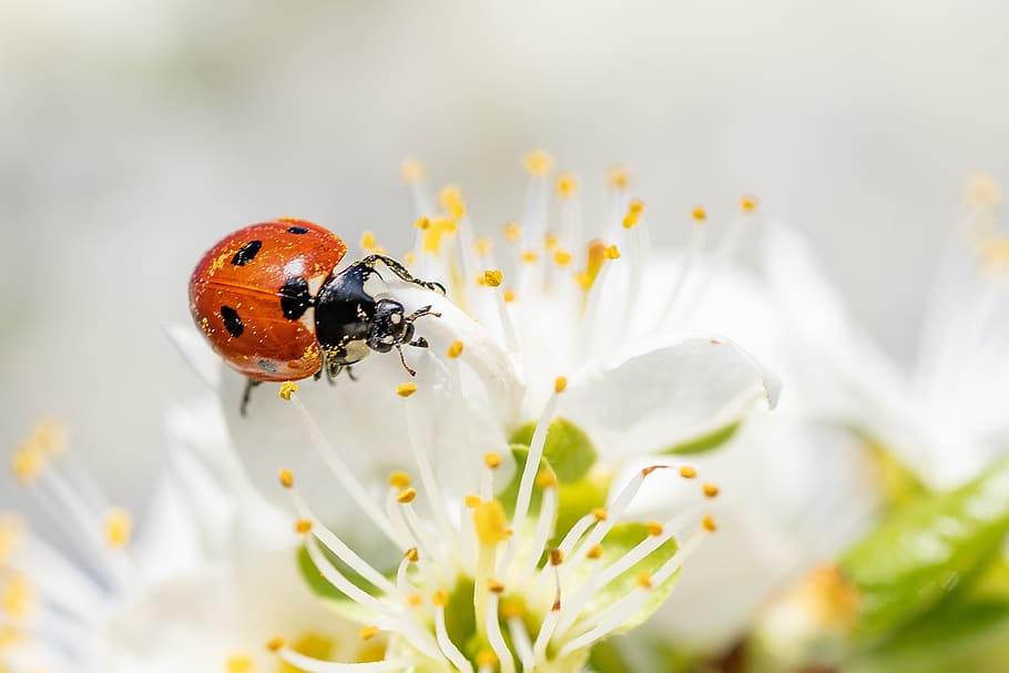 ladybug, insect, blossom, bloom, macro, leaf, spring, invertebrate HD wallpaper