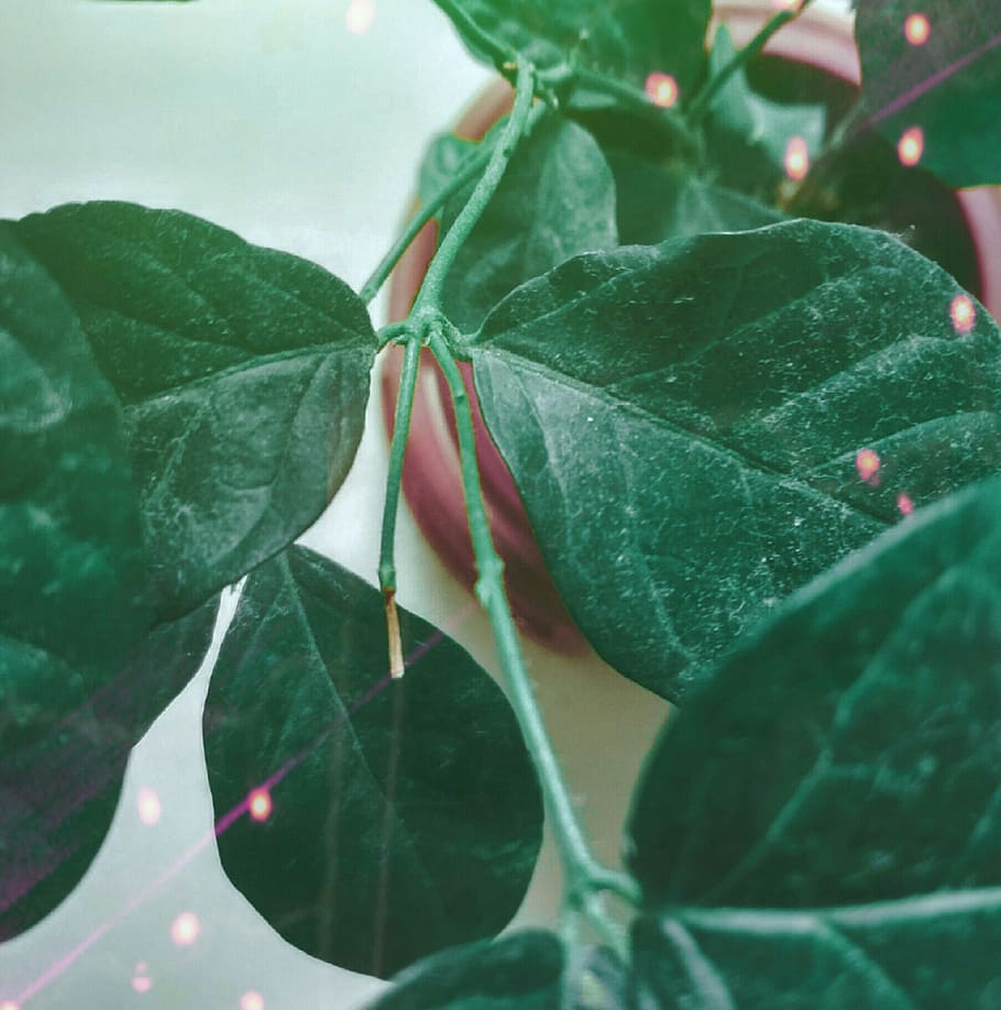 leaves, green, plant part, leaf, close-up, green color, no people HD wallpaper