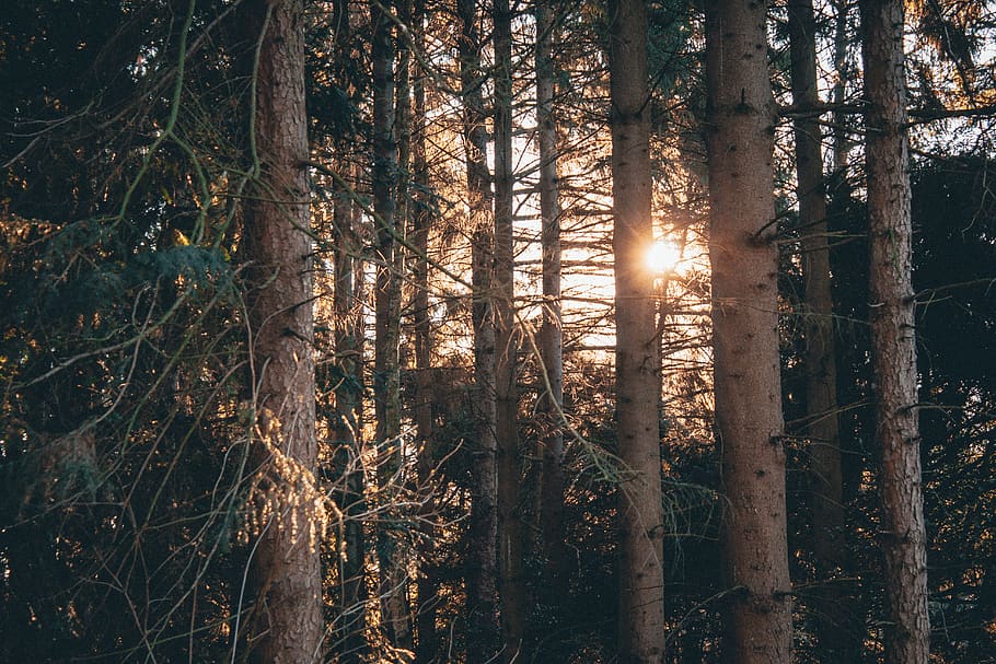 Sun Rays on Green Trees, branches, conifer, dawn, daylight, environment HD wallpaper