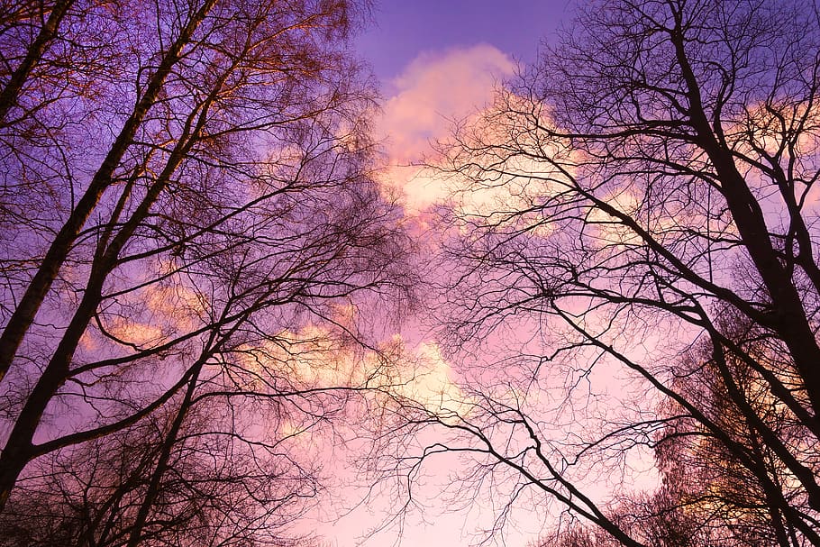 tree, tree top, branch, bare branch, bare trees, winter trees HD wallpaper
