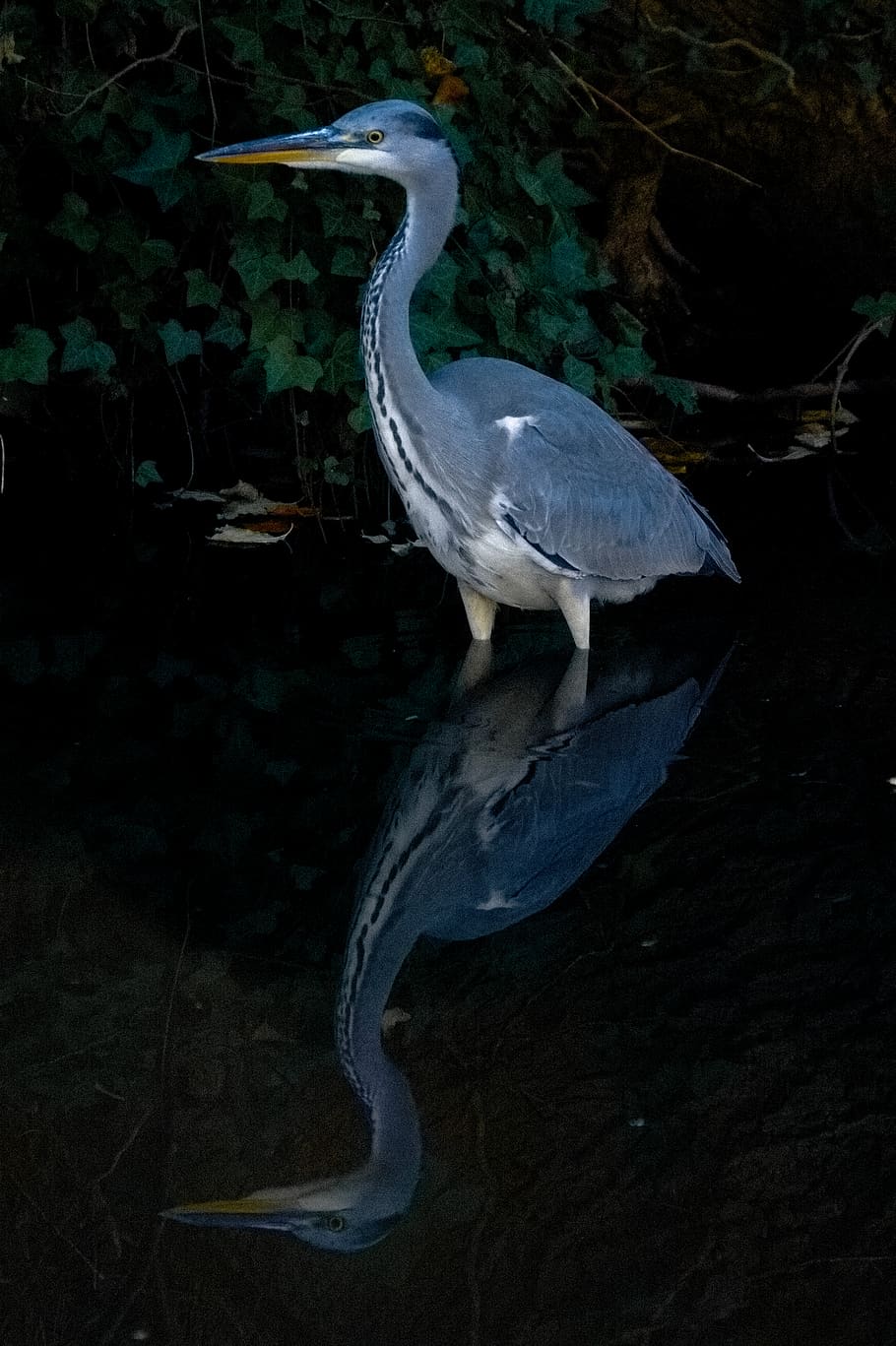 Violet feathered heron. Белокрылая цапля. Серая цапля. Цапля фото.