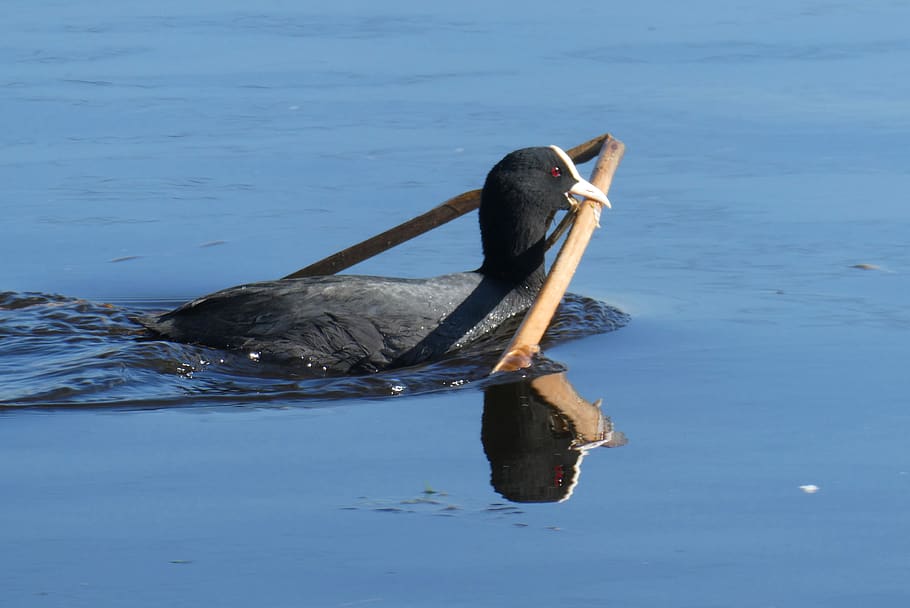 coot, nest building, spring, water, nature, hatch, fauna, animal wildlife HD wallpaper