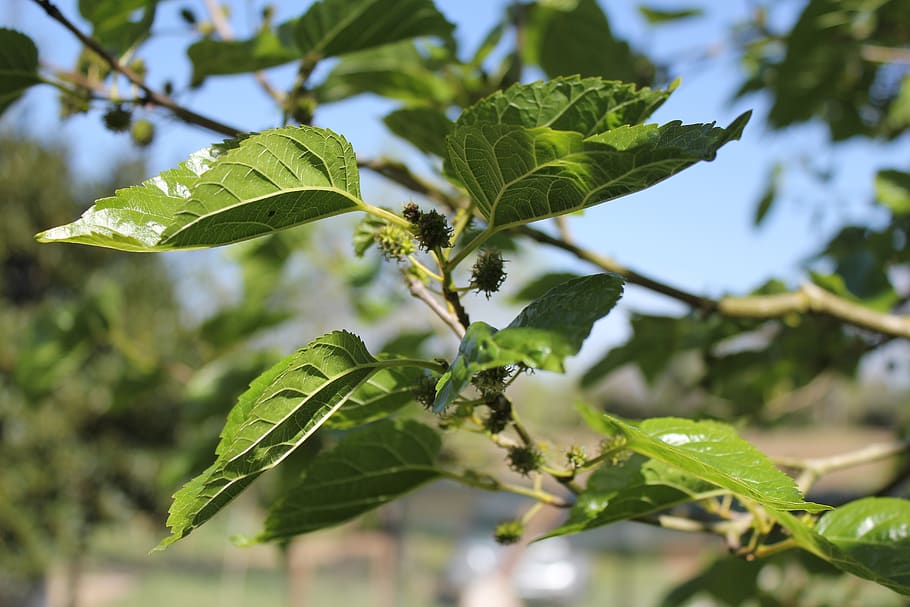 morus alba, tree, spring, fruit, leaves, green, nature, plant HD wallpaper