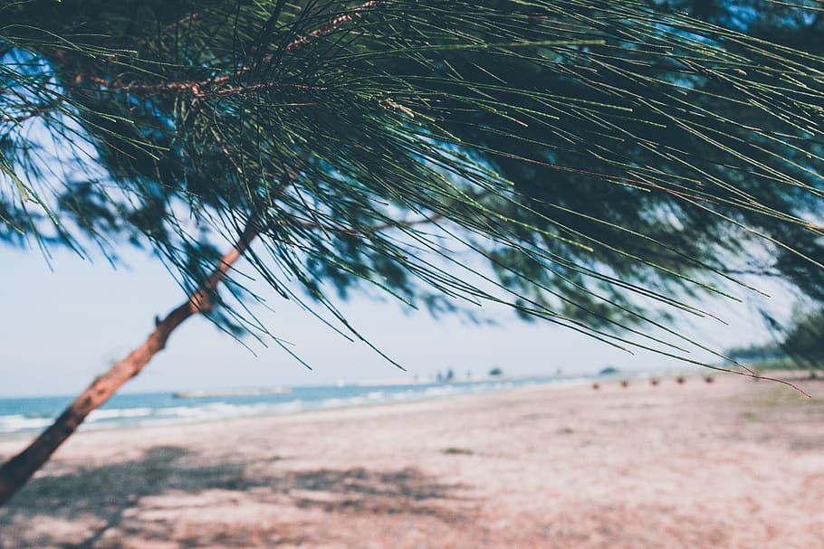 tree in seashore, plant, outdoors, thailand, nature, water, prachuap khiri khan HD wallpaper