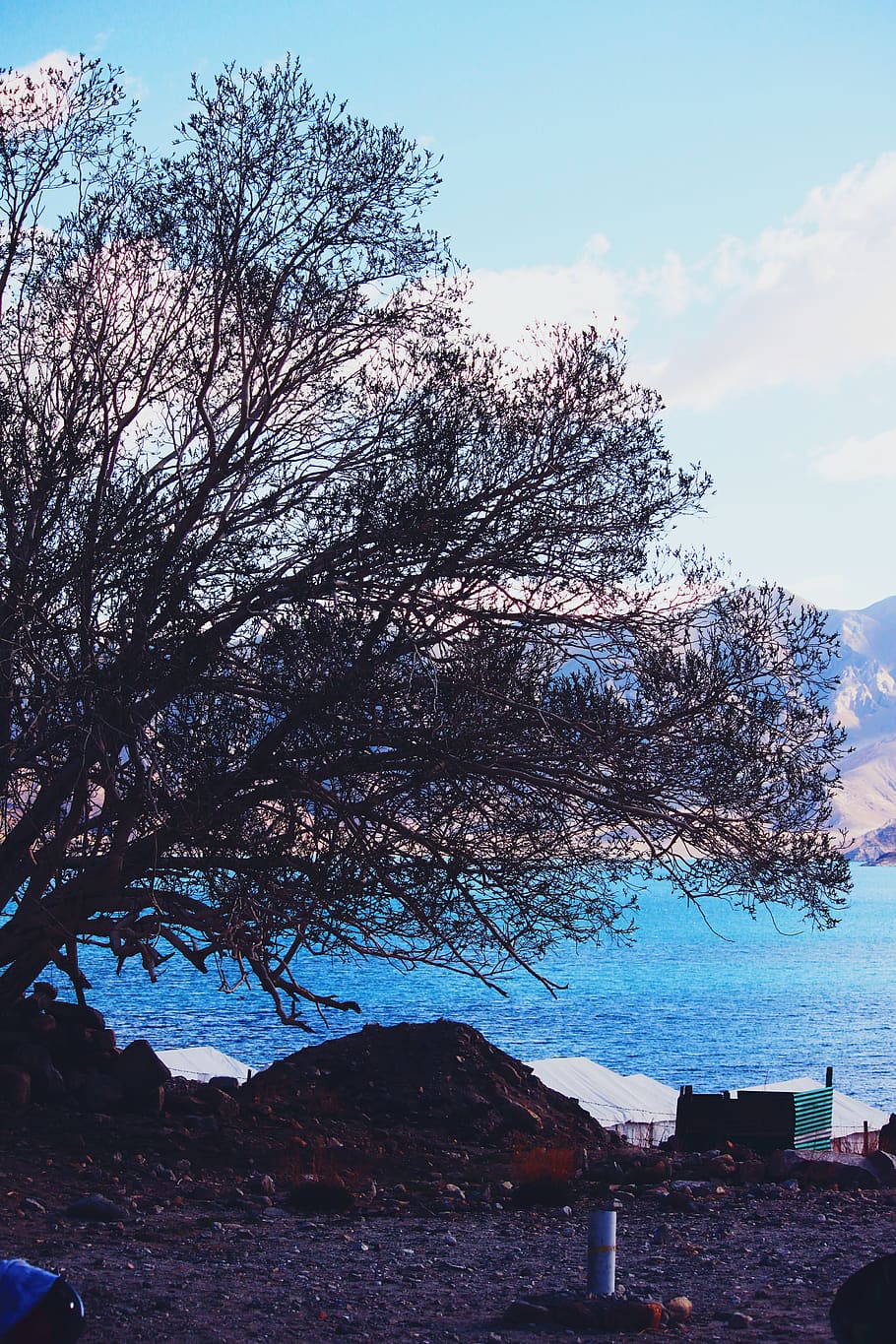 pangong tso, blue, trees, ladakh, mountains, india, sky, plant, HD wallpaper