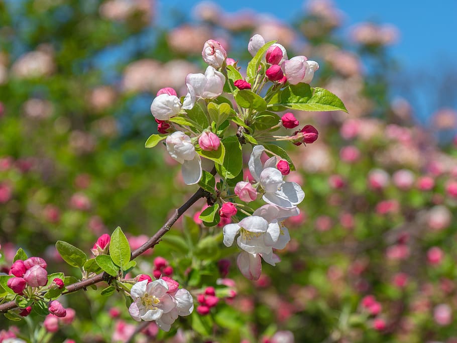 tree blossoms, apple blossom, branch, spring, bud, flower, flowering plant HD wallpaper