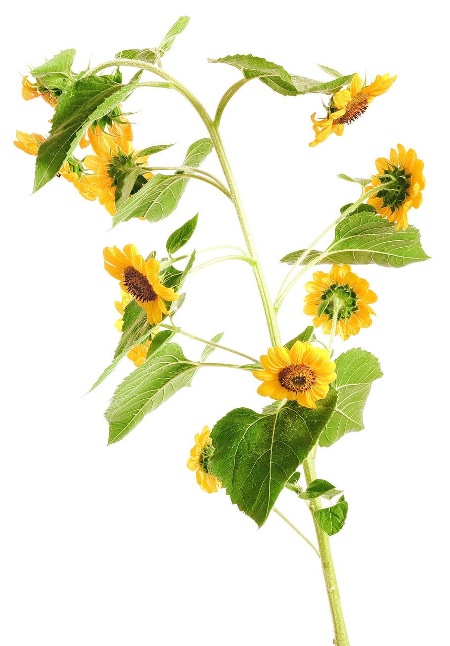con2011, flower, sunflower, plant, flowering plant, white background HD wallpaper