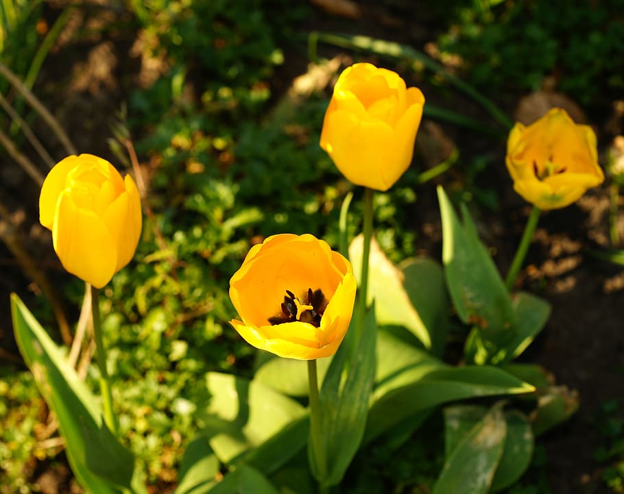 tulips, yellow, spring, green, flowers, nature, easter, bloom HD wallpaper