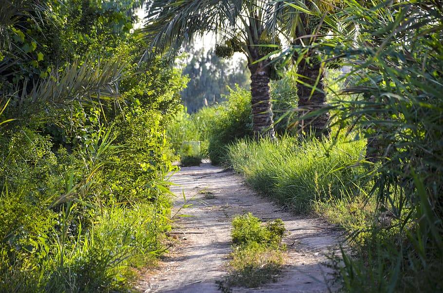 path, forest, trees, nature, away, landscape, mood, mystical HD wallpaper