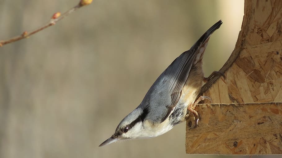 nuthatch, spring, feeder, nature, wild, bird, landscape, vertebrate HD wallpaper
