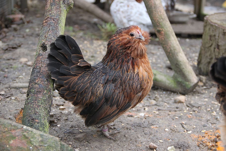 chicken, hen, range, animal, agriculture, bird, poultry, livestock HD wallpaper