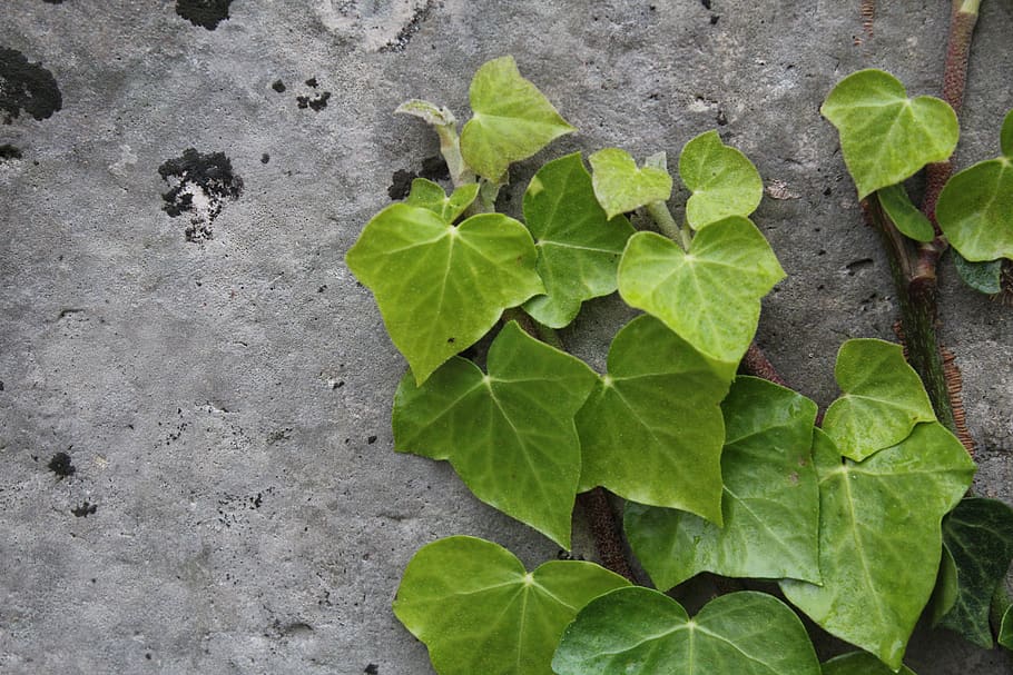 plant, leaf, ivy, nature, green, rock, background, pottery