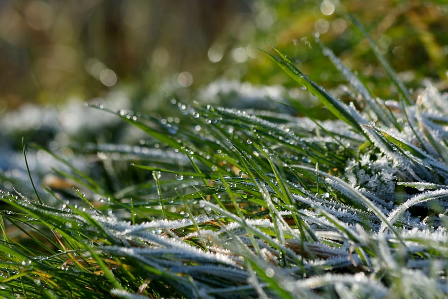grass, icing, frost, rime, winter, cold, bokeh, plant, cold temperature HD wallpaper