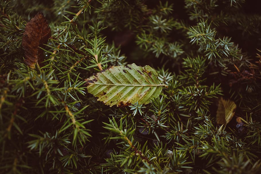 green herb, flora, tree, plant, conifer, iran, shahrud, abies HD wallpaper