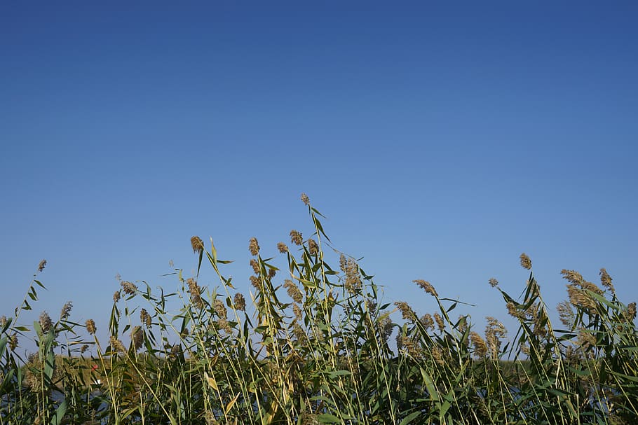 china, inner mongolia, reed, fall, autumn, sky, growth, plant HD wallpaper