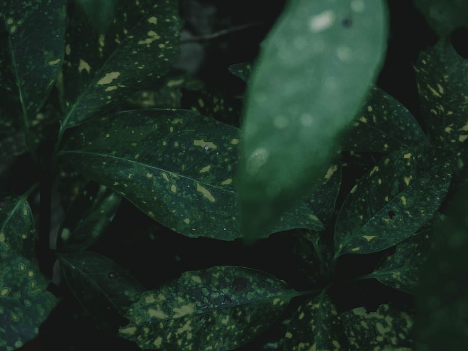 croatia, autumn, fallf, nature, leaf, moody, leafs, blacks HD wallpaper